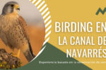 Birding en la Canal de Navarrés