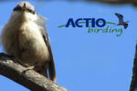 Actio Birding