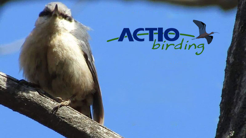Actio Birding